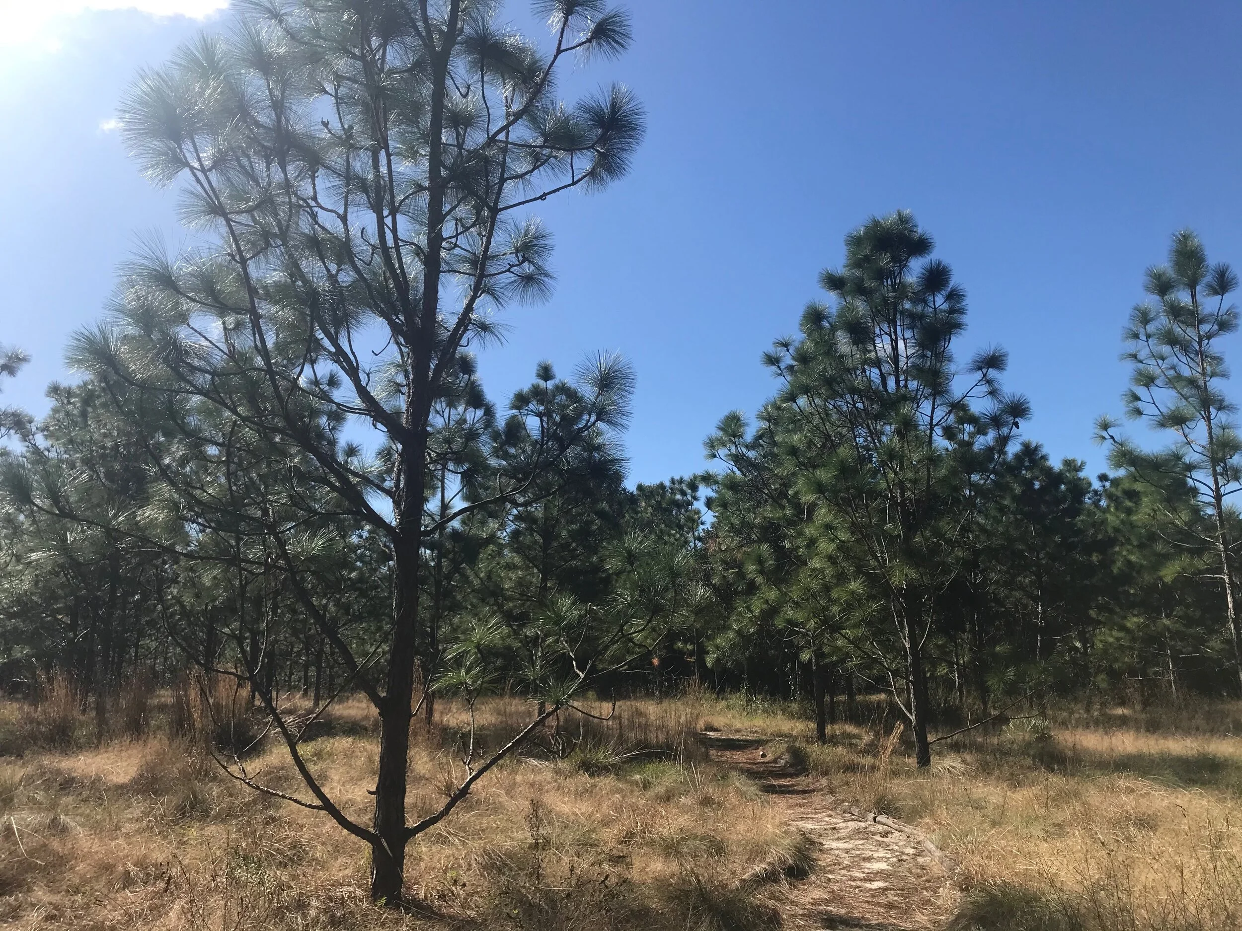 This area is supposedly home to gopher tortoises.  Wish I had seen one.