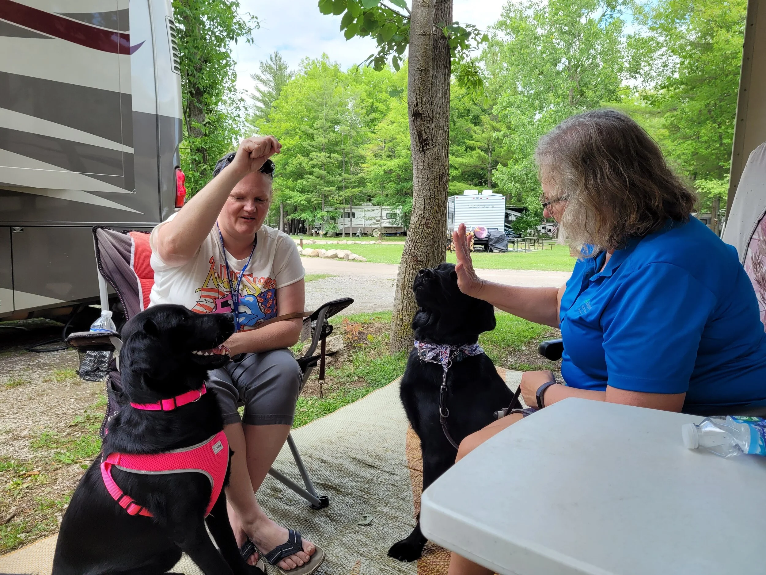 The dogs were both showing off their listening skills.