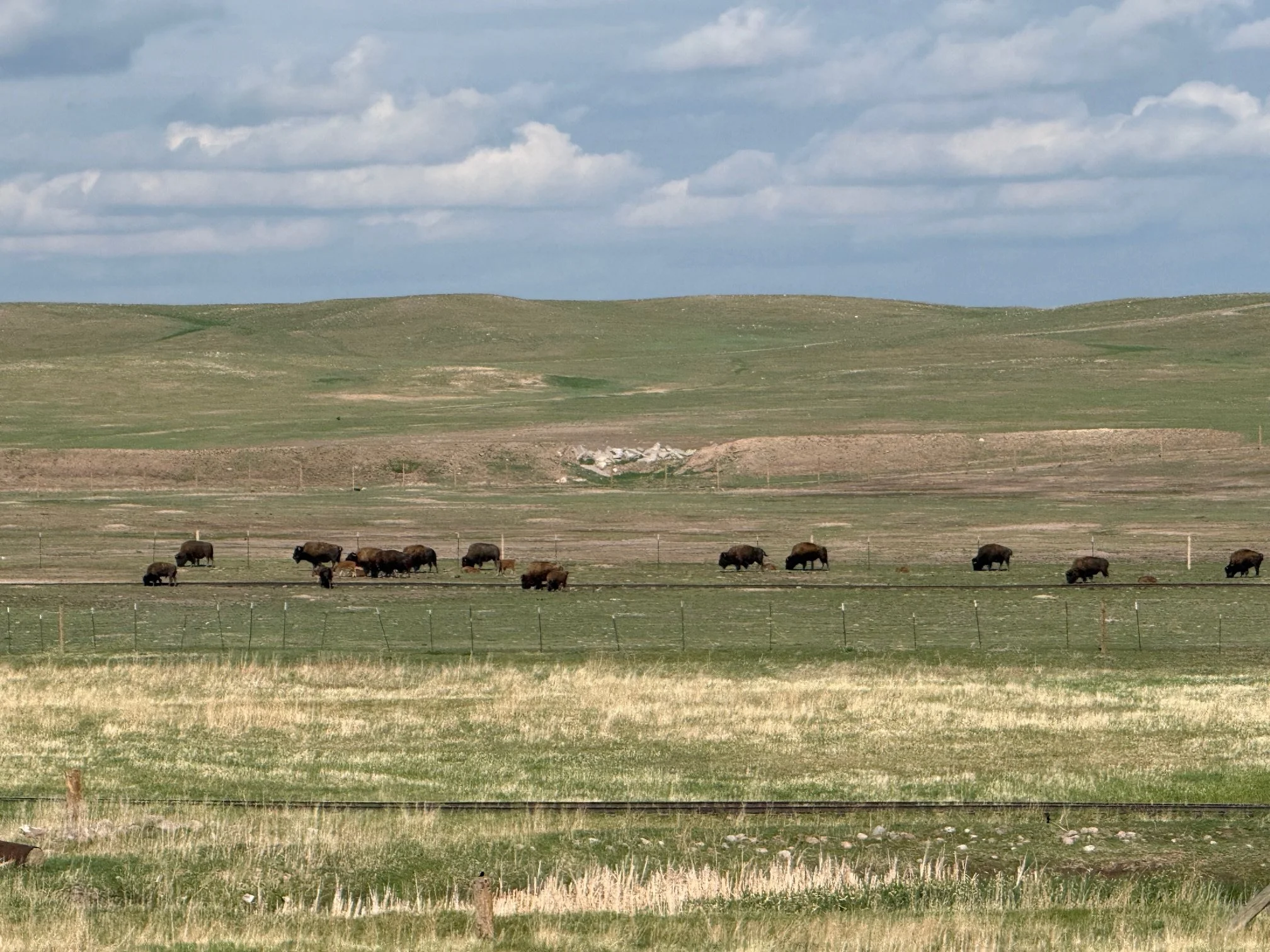 Bison, Boots and the High Plains