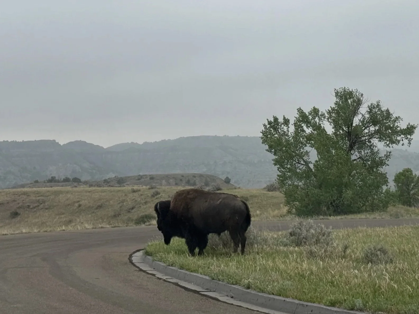 Visiting the Land of Teddy Roosevelt