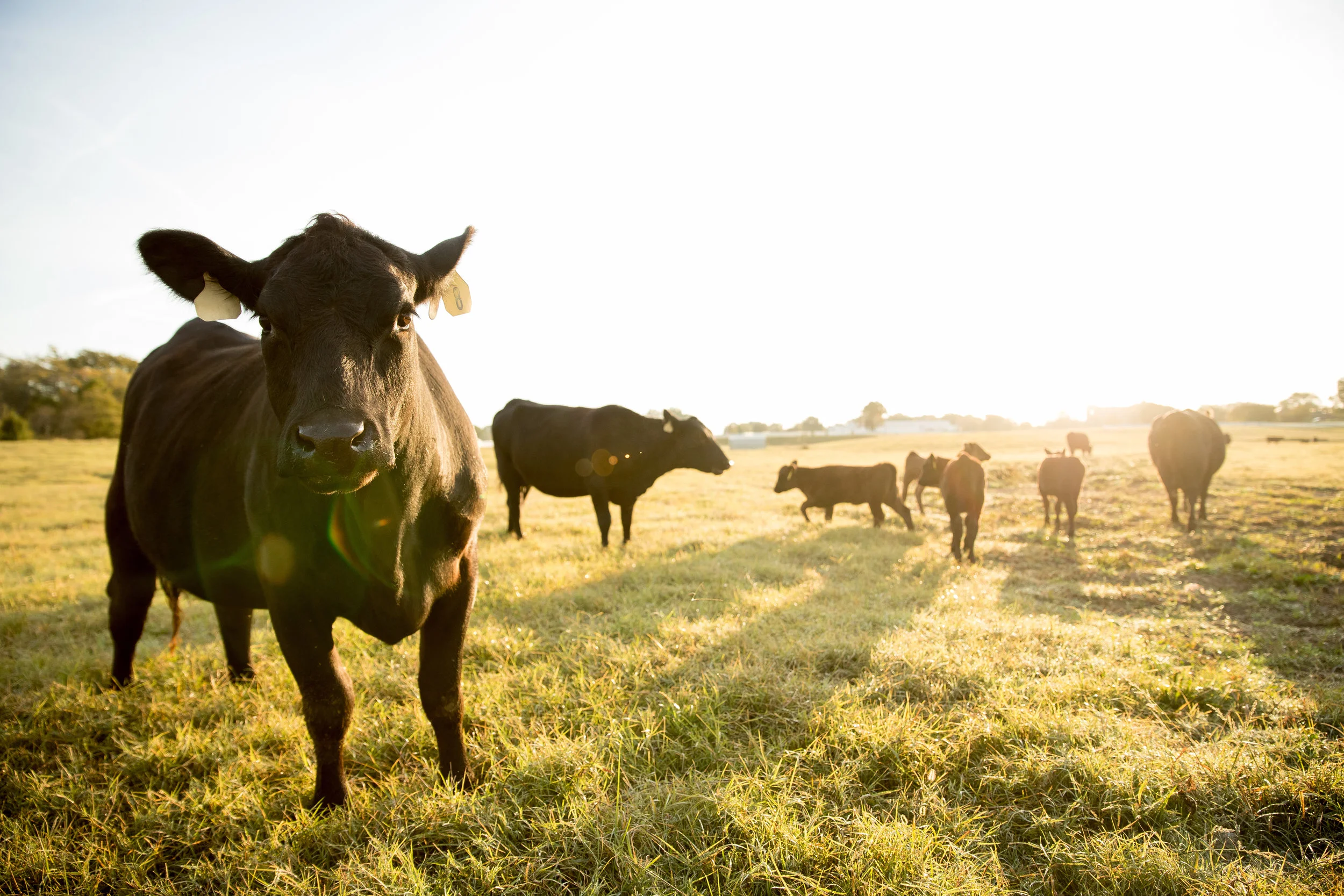 10262016_CalfCrop33.jpg