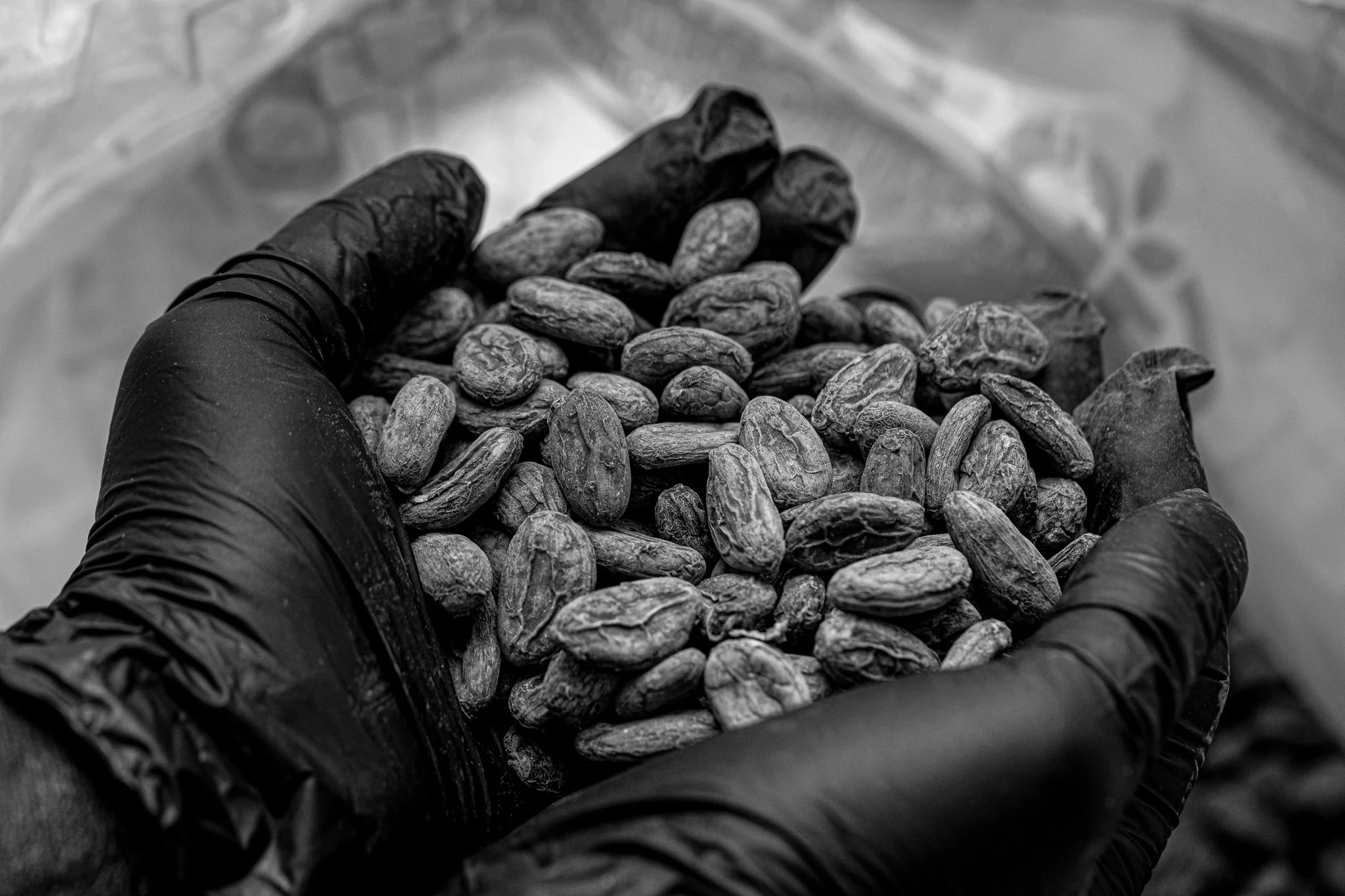 Raw Chocolate Beans - Cocoa Asante