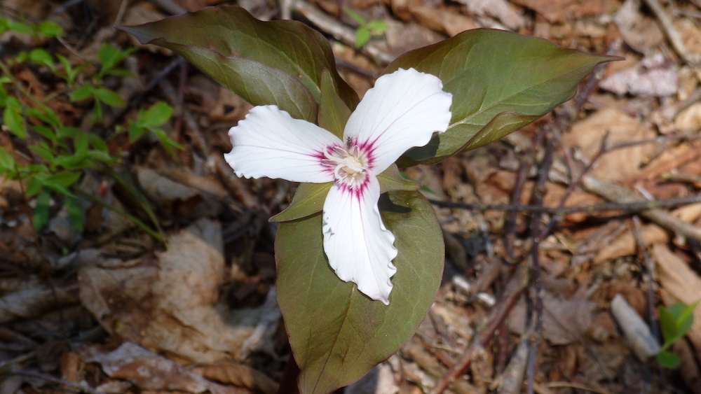 Painted Trillium_small.jpeg
