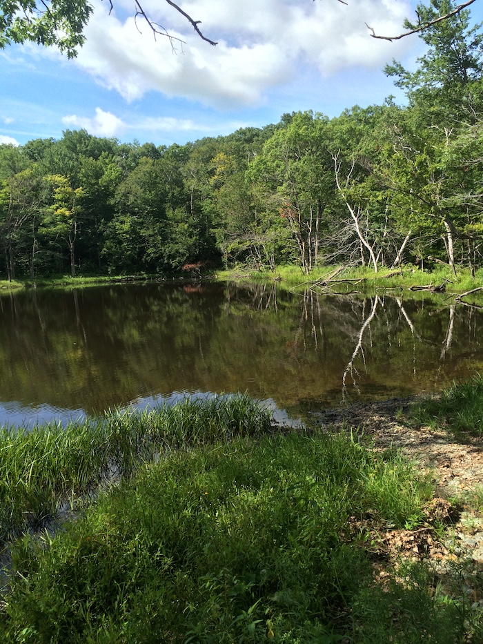 vernal pond.jpeg