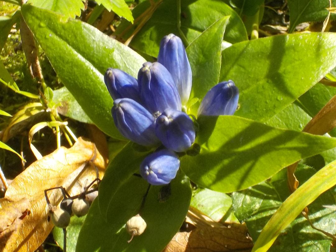 TCT closed gentian.jpg