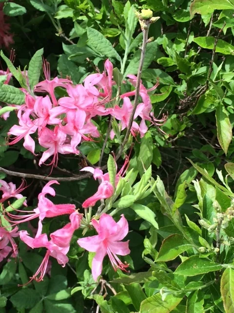 azalea field PSF.JPG