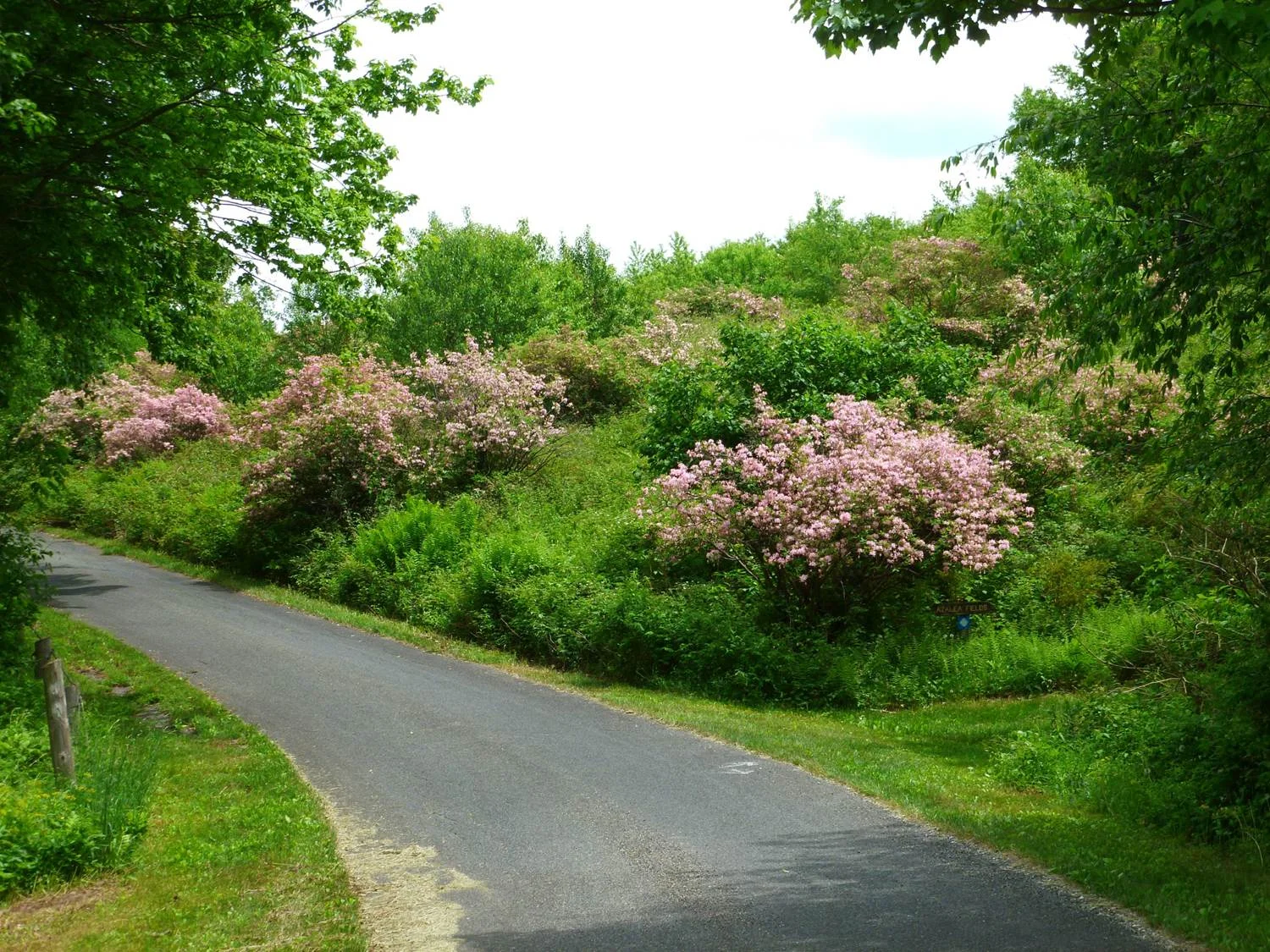 Picture1.jpg