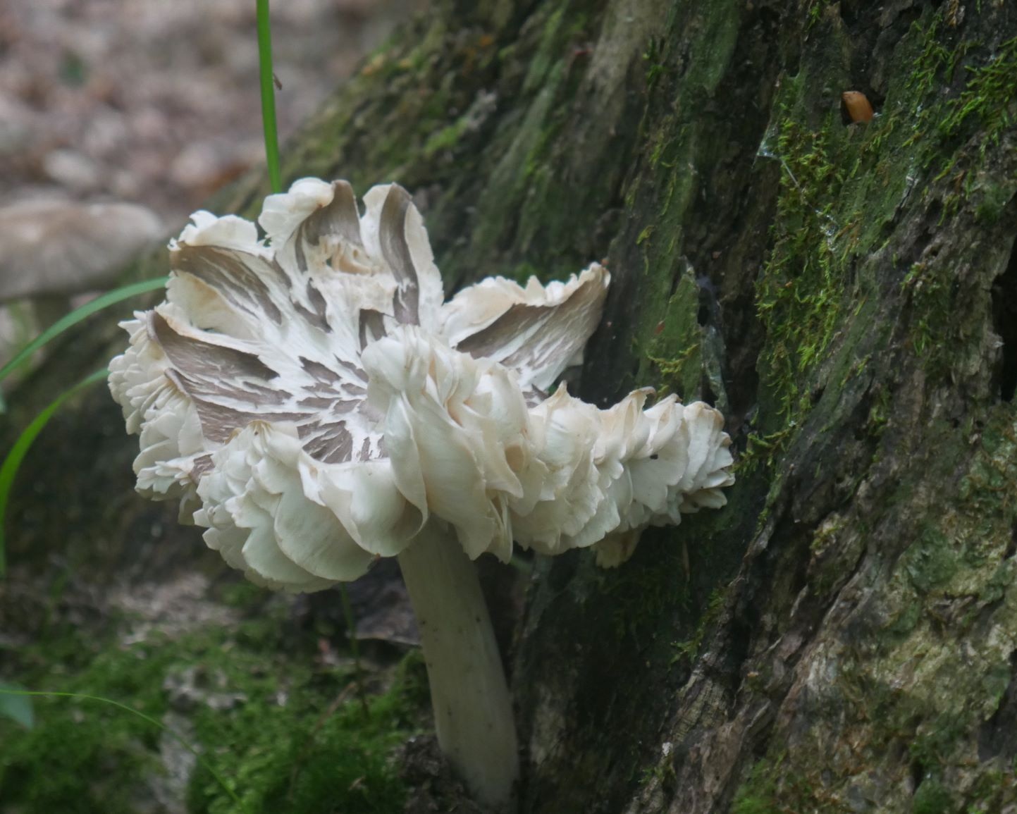 Frilly mushroom on TCT. Photo by Annie Jacobs of Rensselaer Plateau Alliance.