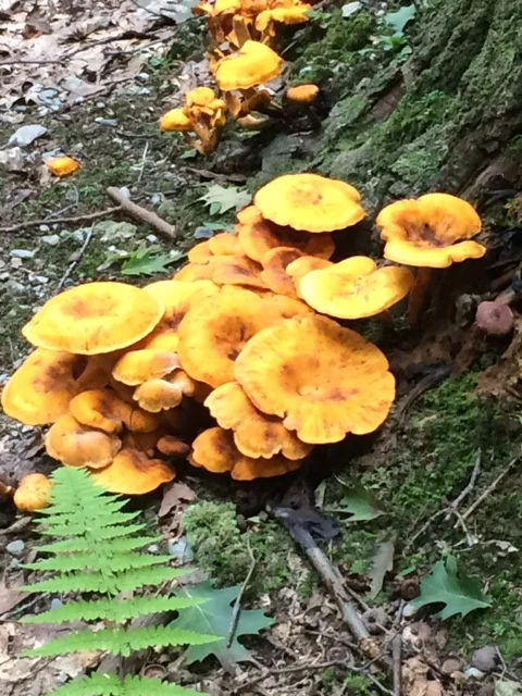 Jack O’Lantern mushrooms, look similar to chanterelles but are toxic and may cause gastric distress. The large clustering habit and the apparent site on or near a tree are strong evidence that these are not chanterelles. Thanks to a reader for enlightening us!