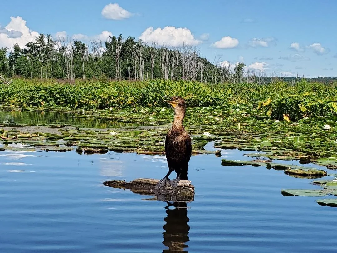 Cormorant at Anthony Kill. Pic by B Armao.