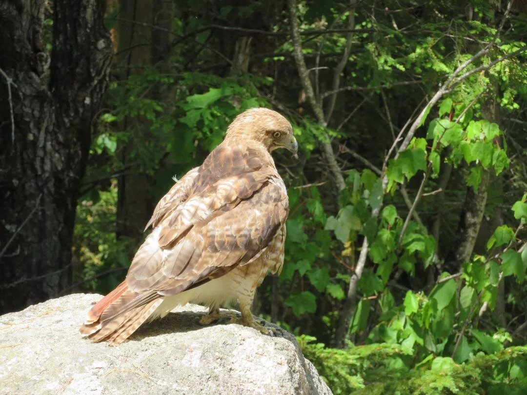Red Tail Hawk. Pic by C. Prewencki.