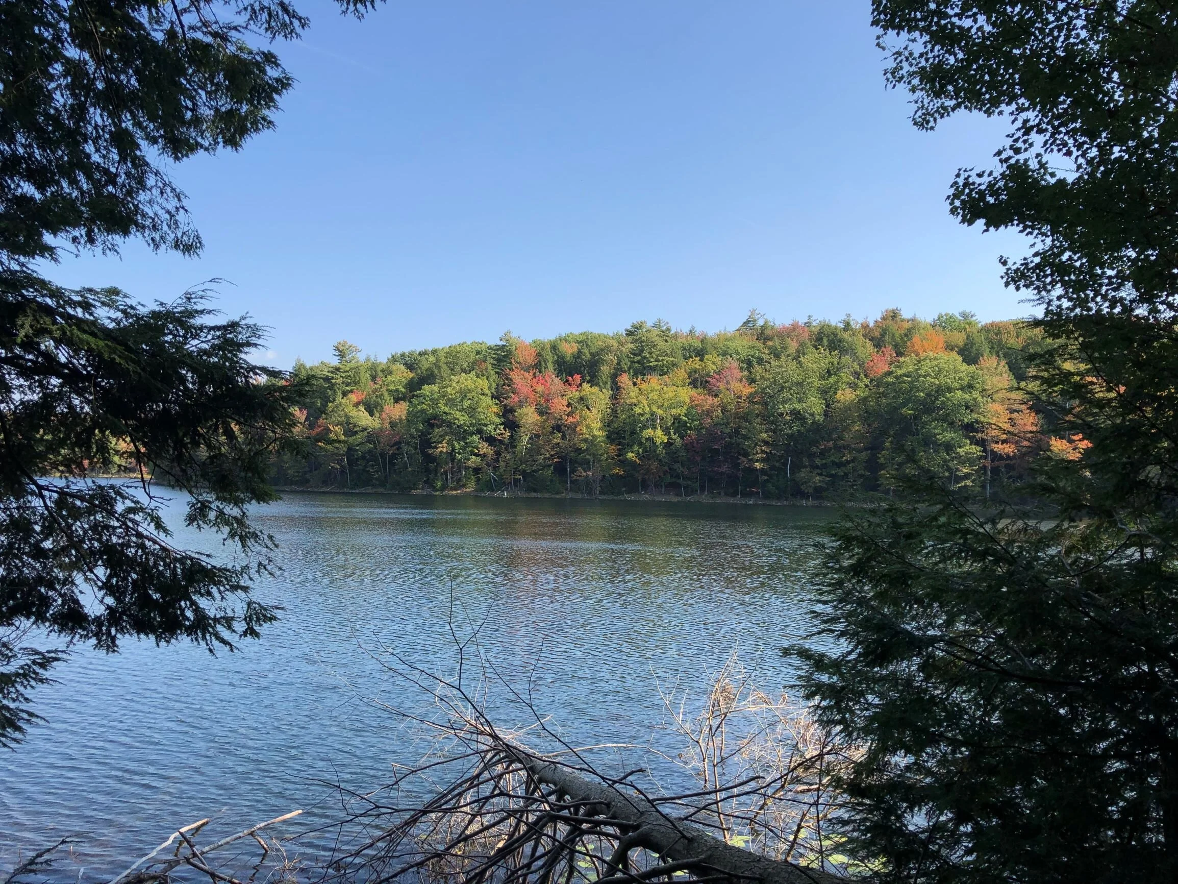 Shaver Pond. Pic by M Waldman