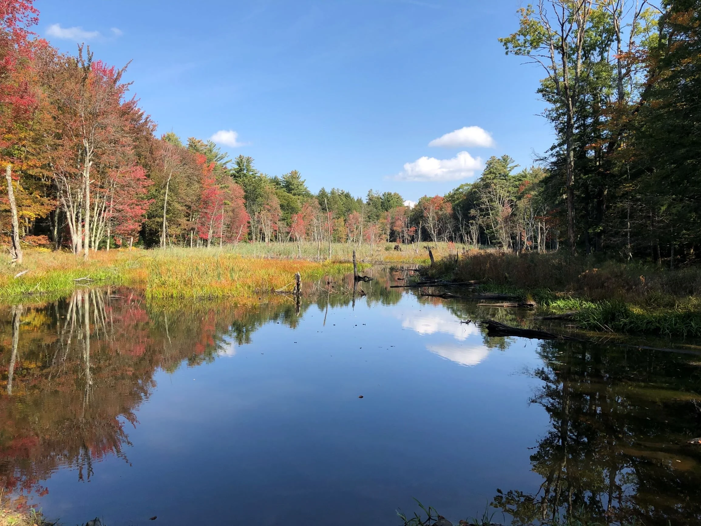 Wetland at GLSP, fall colors are starting to show! Pic by M Waldman