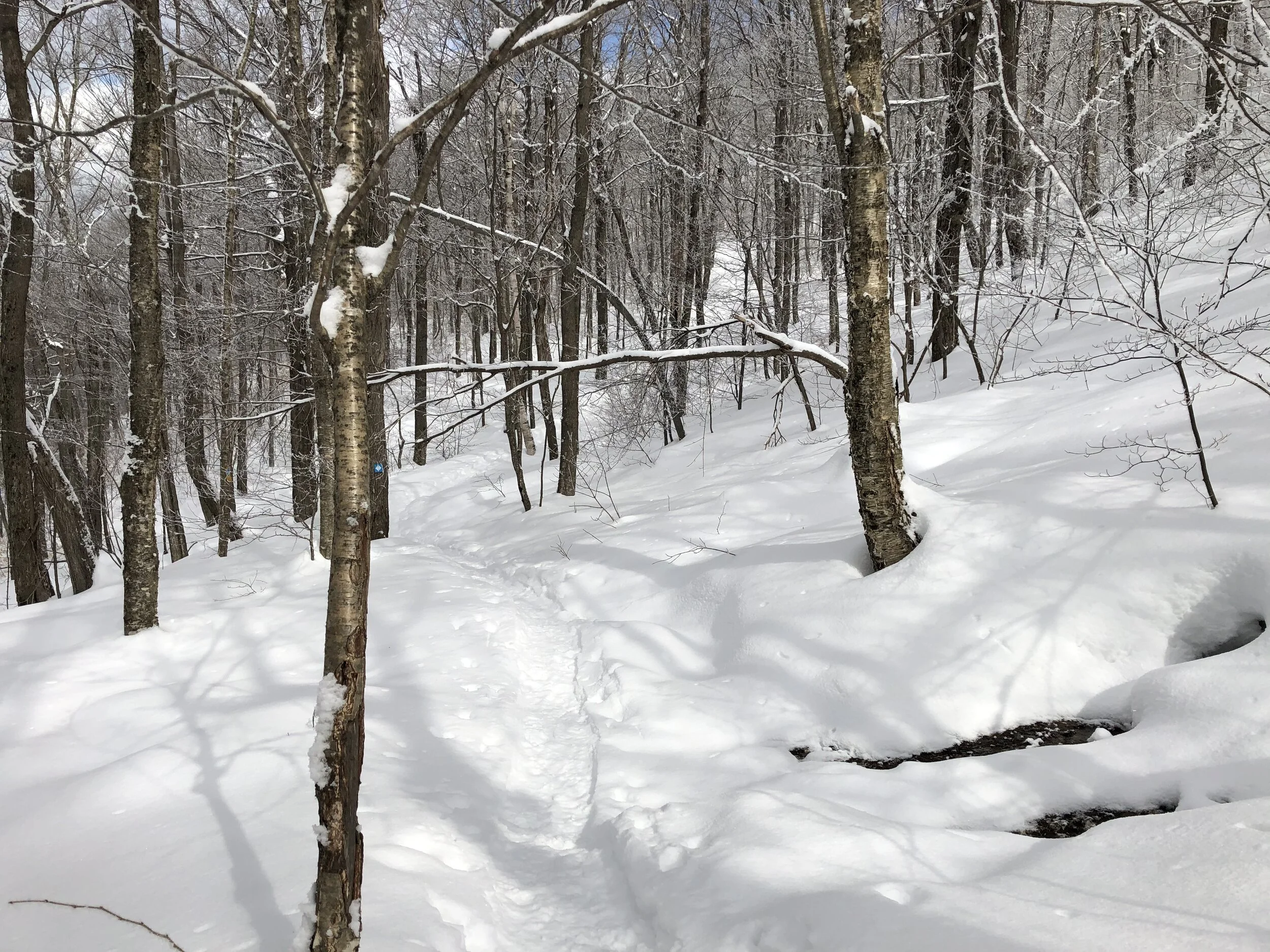 Yes, you do need snowshoes! Trail to Snow Hole 2/20/21. Pic by M Waldman