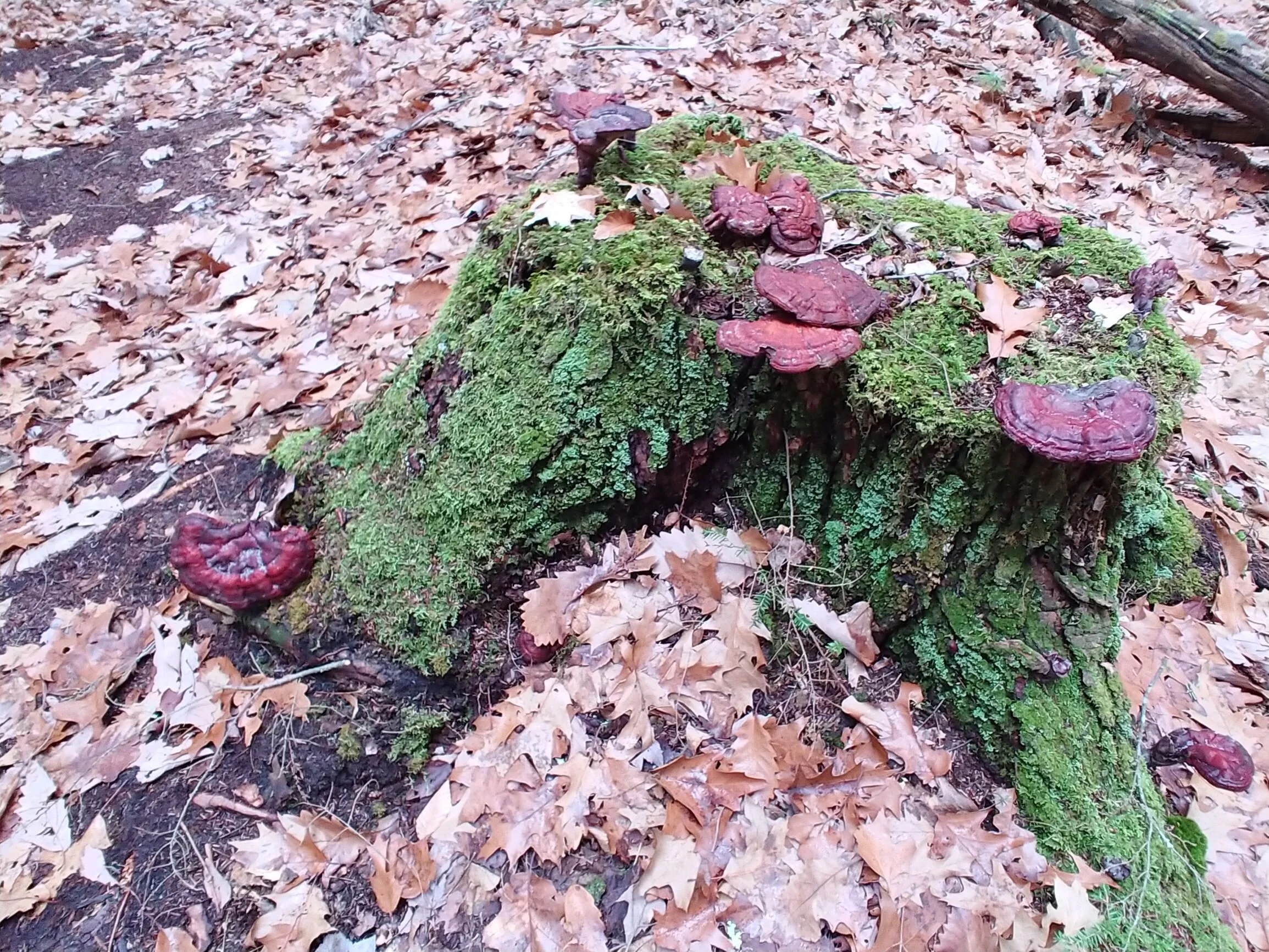 A well dressed tree stump along the trail at AFCF. Pic by K Ross