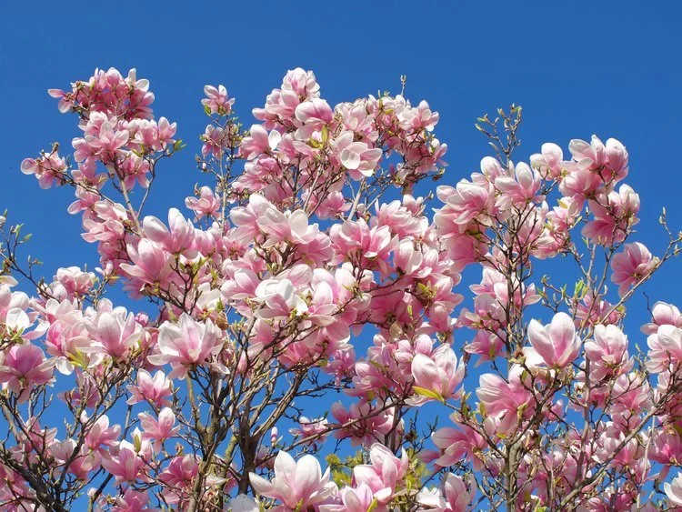 April Newsletter 2023