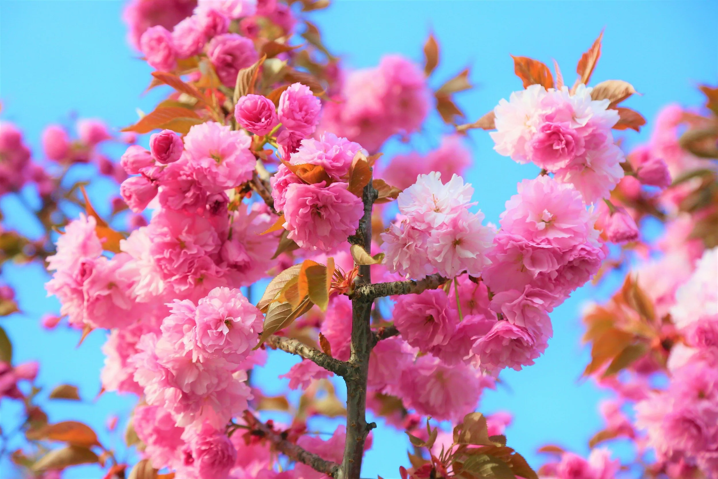 April Newsletter 2024