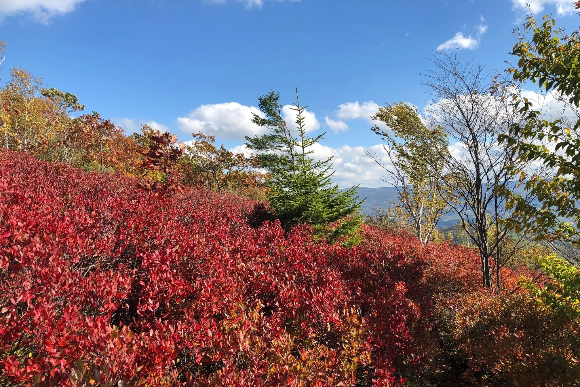 October Newsletter 2024