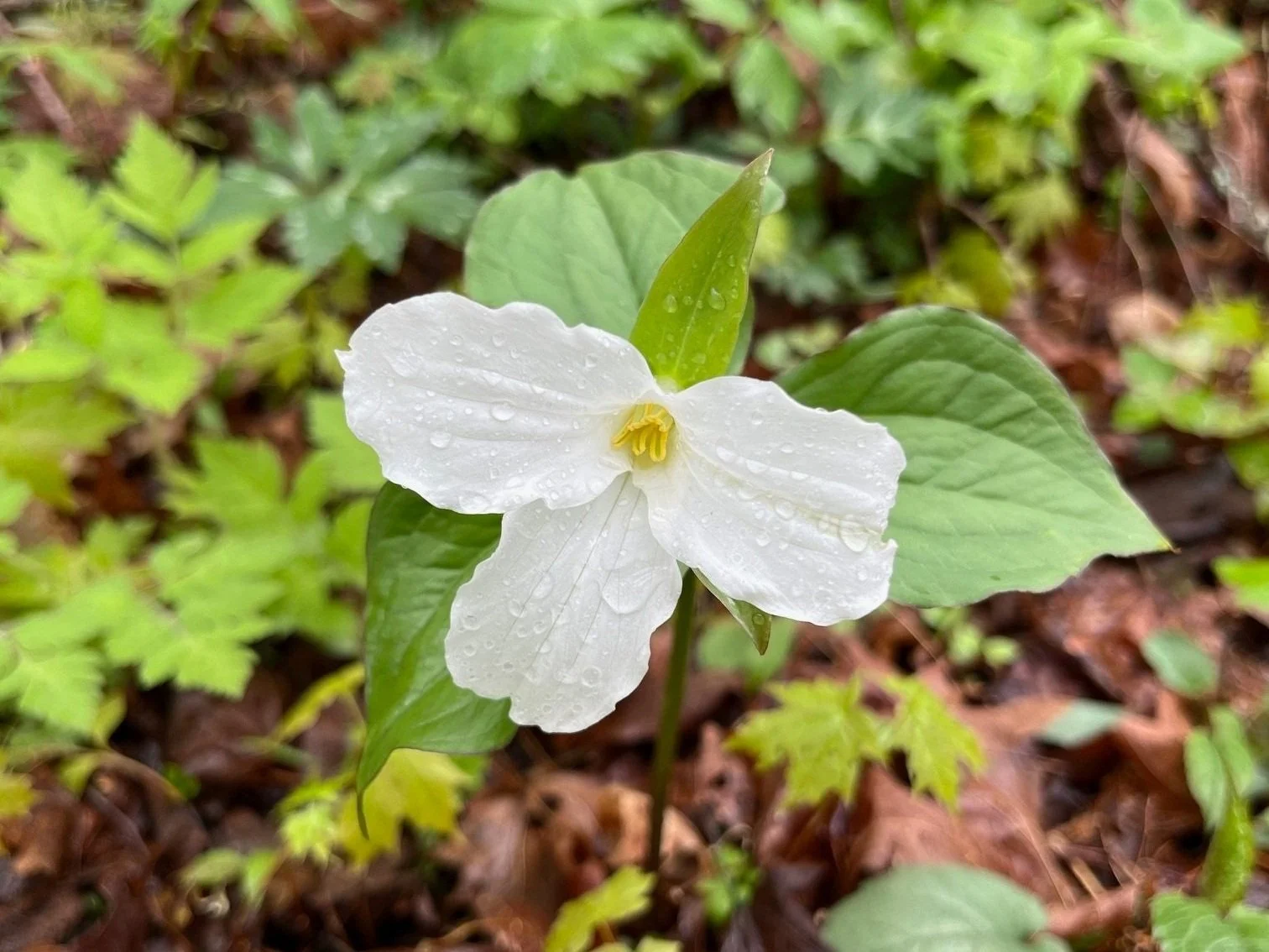 June Newsletter 2025