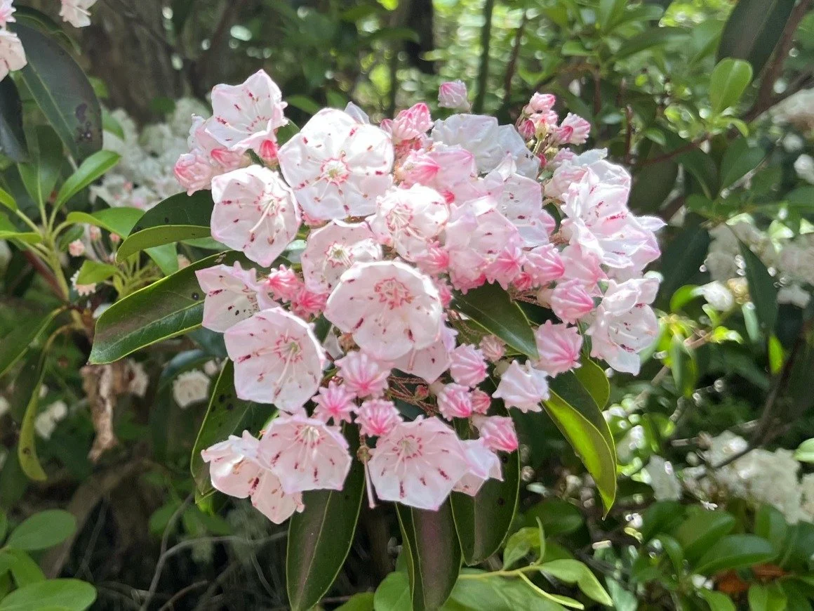 July Newsletter