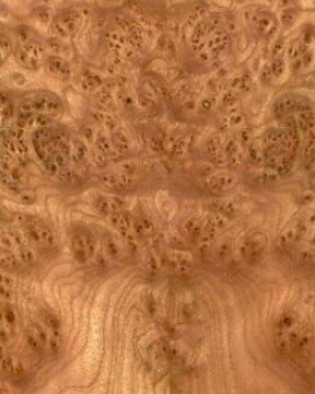 Carpethian Elm Burl (Copy)