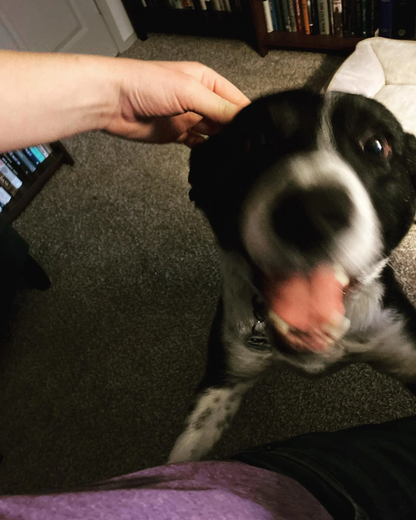 Everybody please meet Moe.