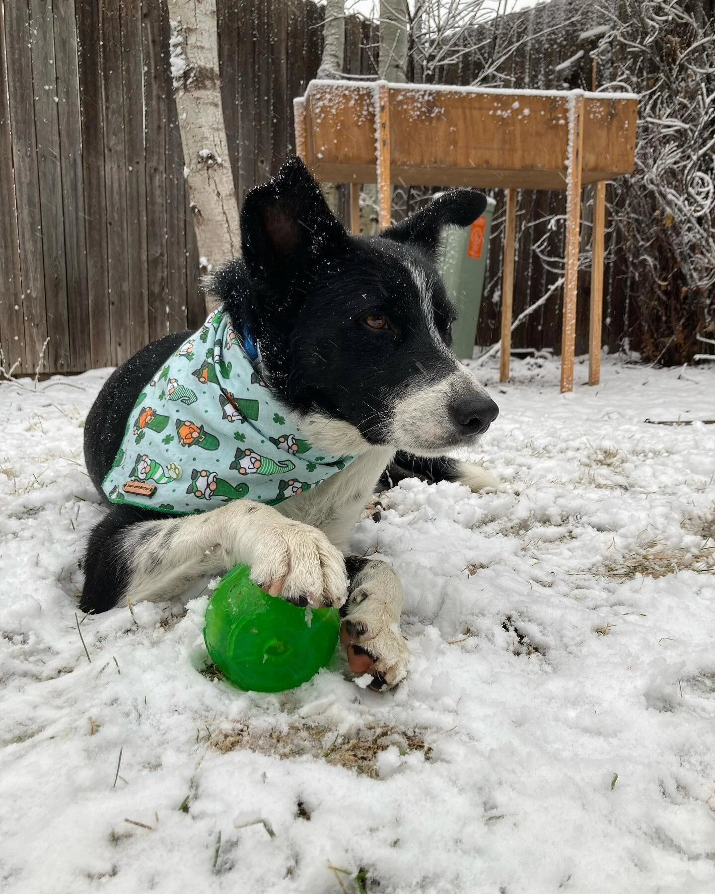Happy St. Pat&rsquo;s from Moe in the snow. 

☘️🍀☘️