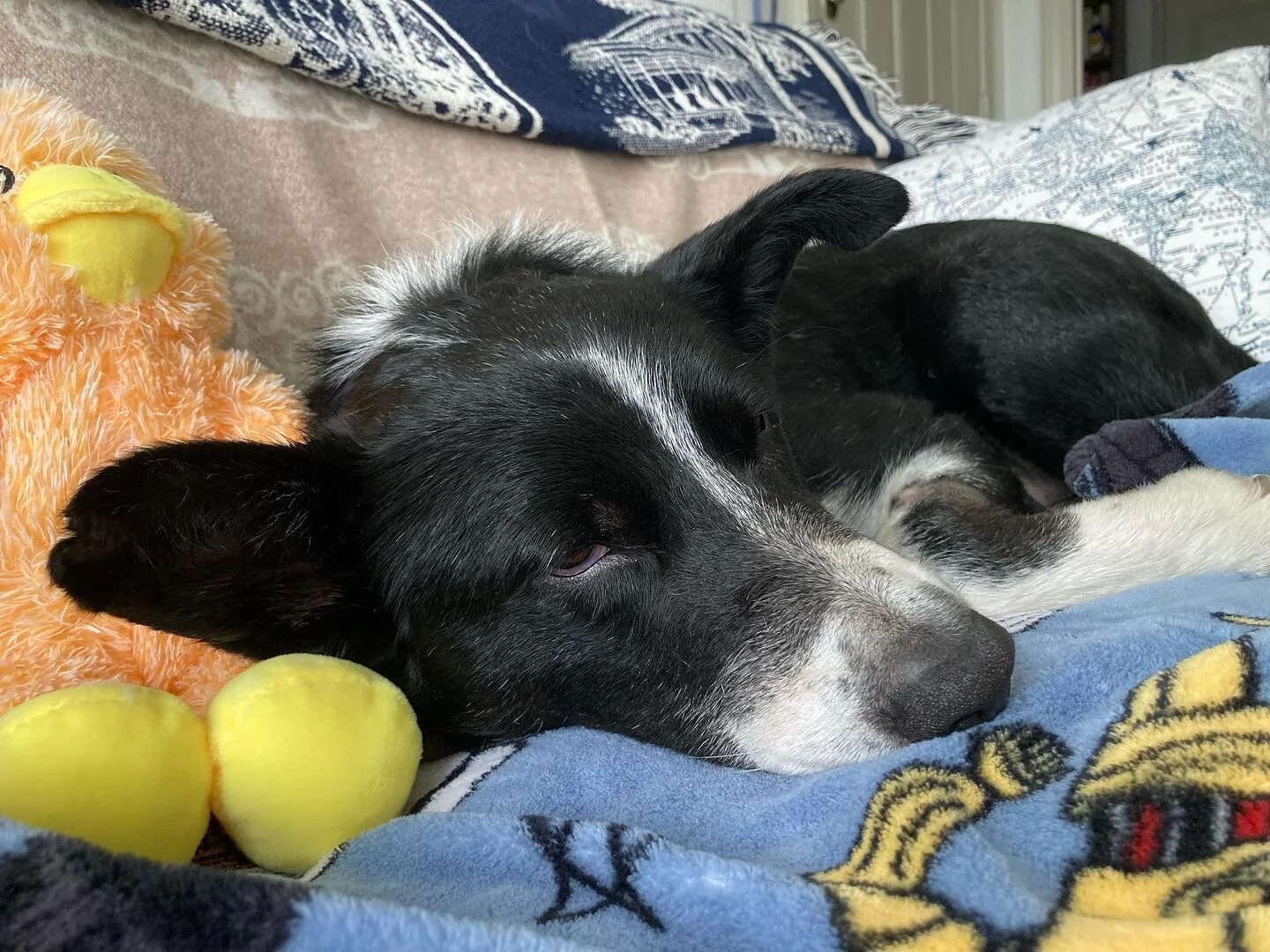 Three cheers for this brave pup who was a champ today for his surgery. 

Moe&rsquo;s vet took out 10 of his teeth this afternoon, which were ground down and starting to rot. 

We aren&rsquo;t sure how they got that way but the prognosis is far less p