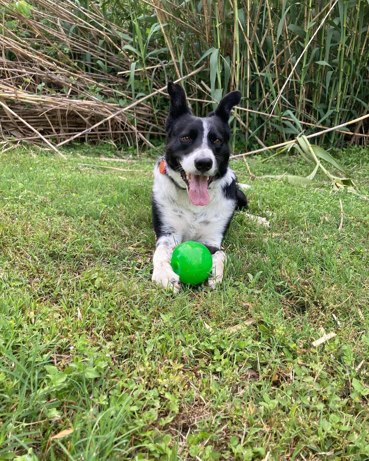 It&rsquo;s National Rescue Dog Day and Moe is currently grabbing a nap right next to me. 

Here are some views of our first three months together (thanks for matching me with him @bcsavetx) and here&rsquo;s to many more months of Moe to come.
