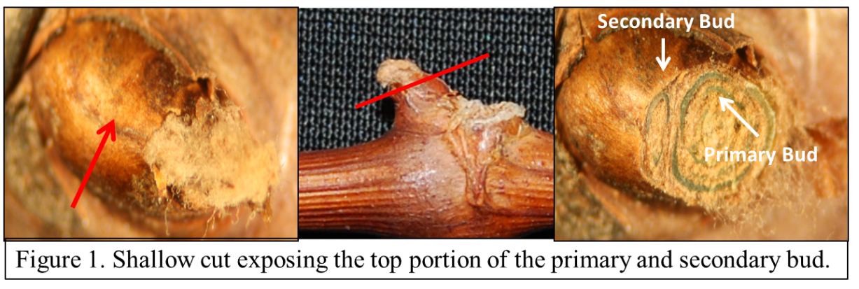 The cut in figure 1 is too shallow to get an accurate assessment if the bud is alive or dead, but it is a good look at the top portion of a healthy bud. The light brown material surrounding green tissue is normal and is not to be mistaken for damaged tissue.