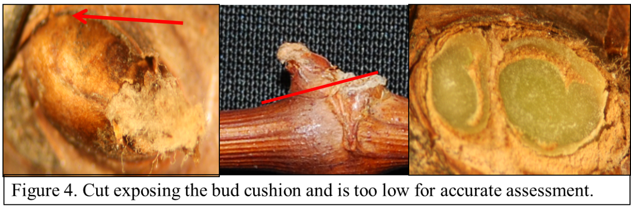 Figure 4 shows a cut that is too deep for a good assessment. The green tissue you see in this picture is the bud cushion. In most cases of freeze damage the bud cushion will still be green and is the reason it is important not to cut too deep.