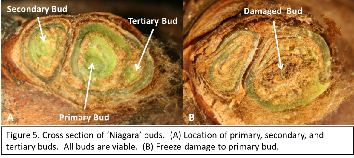 Tips: Make several cuts when you first start evaluating buds. Take time to use some sort of magnification (reading glasses or magnifying glass) to get a good look. Good lighting can make a world of difference. The light brown material surrounding the bud tissue in figures 1-3 are okay and are examples of healthy buds. Key color indicators of freeze damage are gray, brown/green tissues, dark green, dark brown, and black (see examples in figure 6). Practice makes perfect. Cut 200 buds before you start scoring the damage… or as many as it takes for you to feel comfortable with what you are seeing.