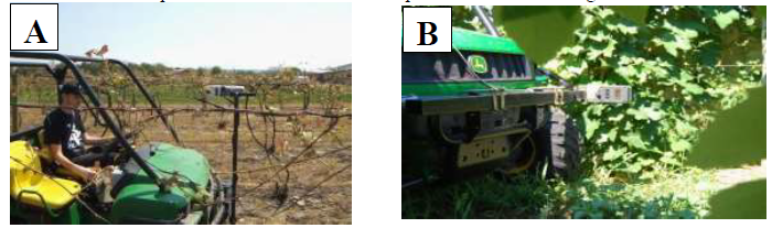 Figure 1: Examples of a canopy sensor being used (A) early in the season to sense early season development and (right) late in the season to sense differences in the canopy side-curtain development.