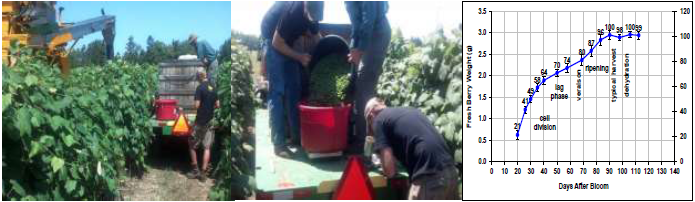 Figure 1: Crop estimation sampling 30-50 days after bloom. Approximately 1% of an acre is clean picked and weighed. The current crop weight is multiplied by a berry weight factor and sample size factor to calculate a harvest estimate in tons/acre. In 2014, crop estimation at CLEREL was done at 50 DAB (August 4, 2014), approximately 65-70% final berry weight, and we used a berry weight multiplication factor of 1.4-1.5 (100/70 = 1.43).