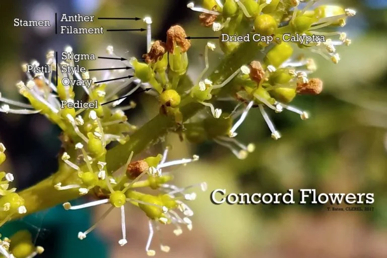 Concord Flower Anatomy: 6/14/2017