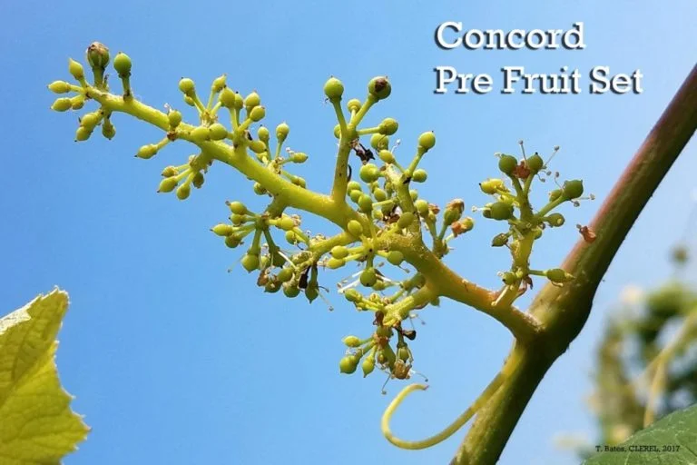 Concord Pre-Fruit Set: 6/16/2017