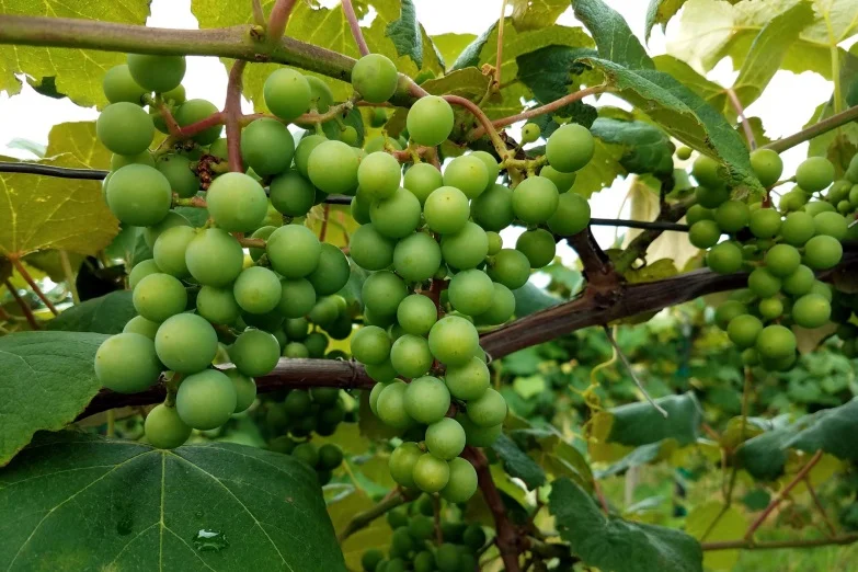 berry1.jpg