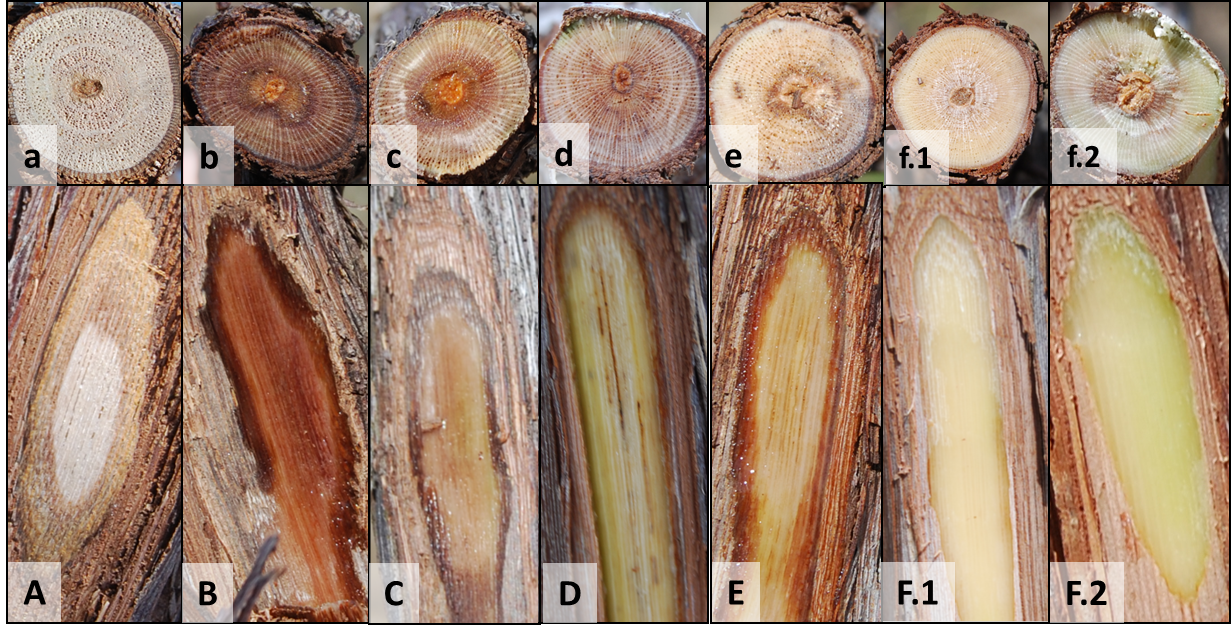 Outer layer of bark cut away (CAPS) and correspond cross section (lower case) showing varying degree of vascular damage in vine trunks. Decreasing in severity from A – F; (A) dead, (B) severe, (C) severe/moderate, (D) moderate, (E) minimal, and (F.1 & F.2) no damage.