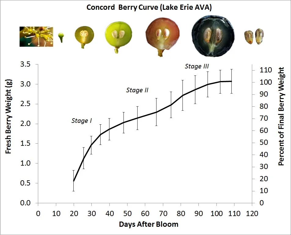 Concord Fresh Berry Weight