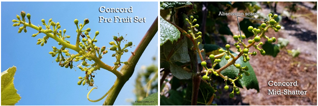 Concord Pre-Fruit Set: 6/16/2017 (left) and Concord Mid-Shatter: 6/19/2017 (right)