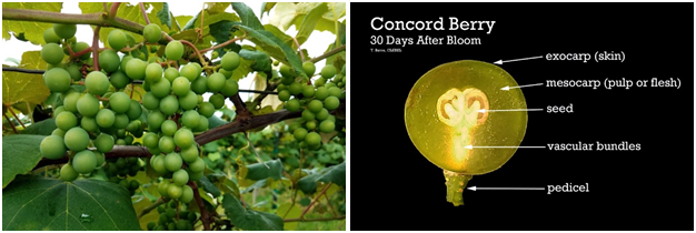 Concord 30 Days After Bloom: 7/12/2017
