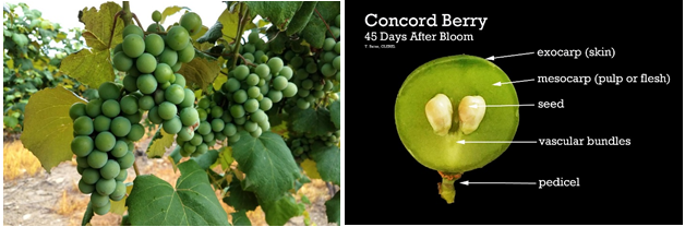 Concord 45 Days After Bloom