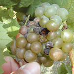 Botrytis