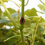 Crown Gall / Galls