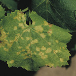 Downy Mildew