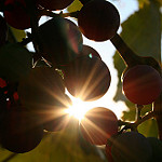 Grape Photos/Vineyards