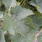 Powdery Mildew