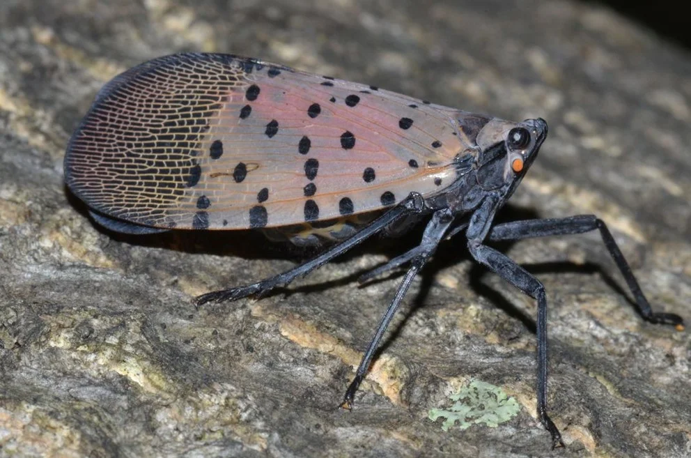 Spotted Lanternfly — Lake Erie Regional Grape Program