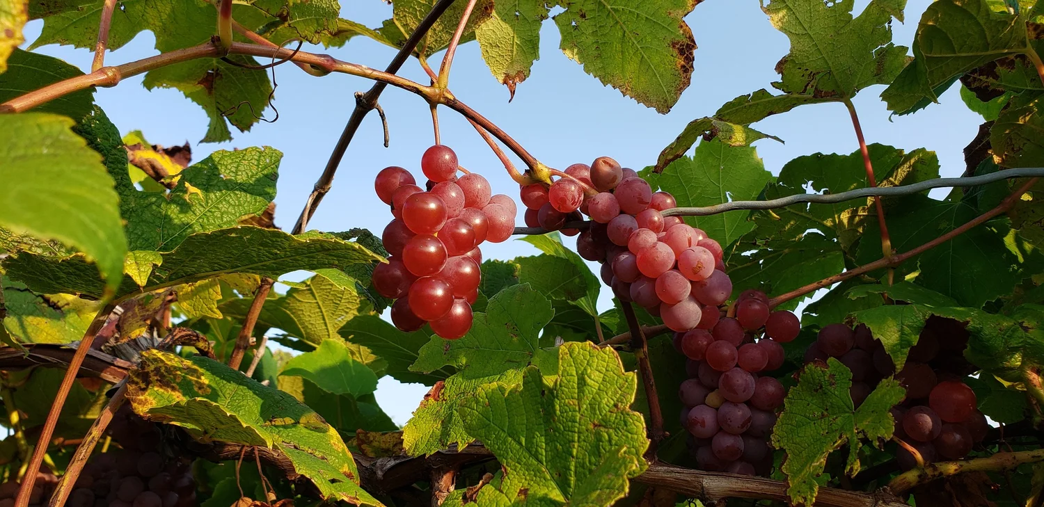How Long Does Grapes Last: Ultimate Guide to Freshness & Storage