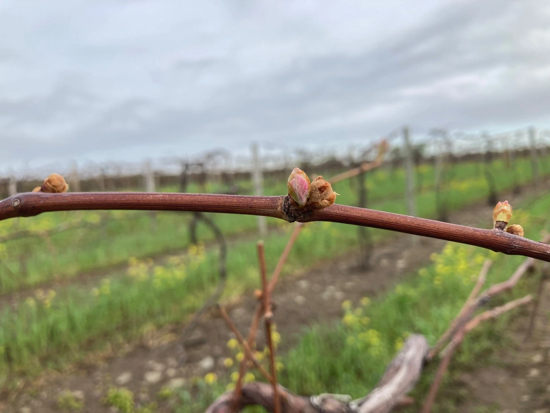 5.6.24 secondary pushing post cold event.jpg